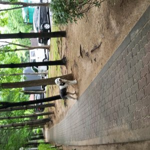 강아지 주인을 찾습니다 올드잉글리시쉽독 경기도 김포시