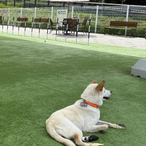 강아지를 찾습니다 진돗개 대전광역시 유성구