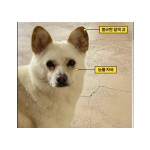 강아지 실종 기타견종 경기도 광주시
