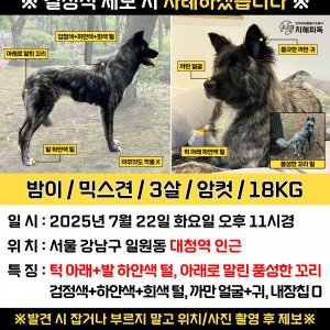 강아지 실종 믹스견 서울특별시 강남구