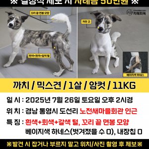 강아지 실종 믹스견 경상남도 통영시