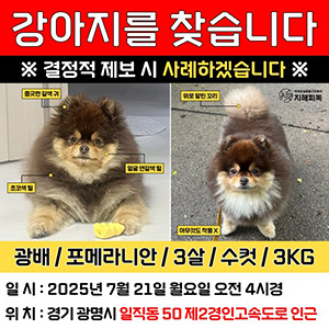 강아지 실종 포메라니언 경기도 광명시
