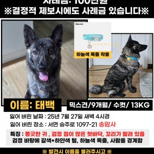 강아지 실종 기타견종 전라남도 순천시