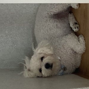 강아지 실종 비숑프리제 광주광역시 광산구