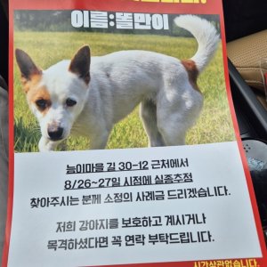강아지 실종 믹스견 강원도 원주시