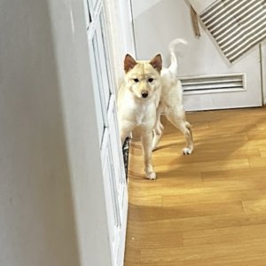 강아지 실종 진돗개 전라남도 나주시