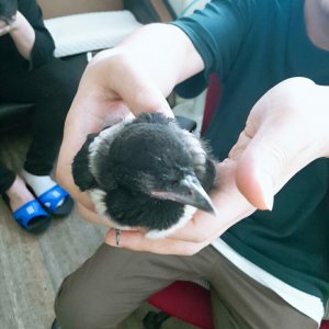 동물 주인을 찾습니다 조류 서울특별시 마포구