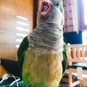 잃어버린 동물을 찾습니다 앵무새 서울특별시 마포구