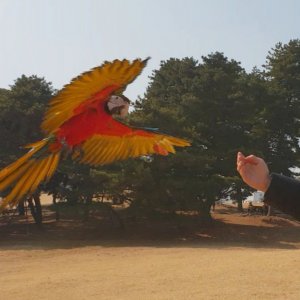 잃어버린 동물을 찾습니다 앵무새 서울특별시 광진구