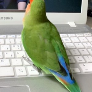 잃어버린 동물을 찾습니다 앵무새 부산광역시 해운대구