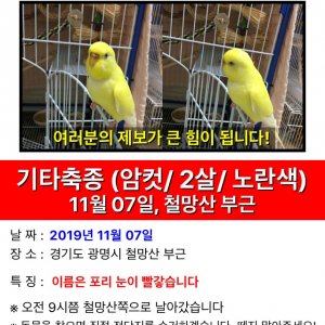 잃어버린 동물을 찾습니다 앵무새 경기도 광명시