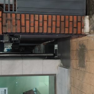 동물 주인을 찾습니다 페럿 서울특별시 강남구