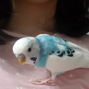 잃어버린 동물을 찾습니다 앵무새 경기도 고양시 일산동구