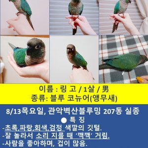 잃어버린 동물을 찾습니다 앵무새 서울특별시 관악구