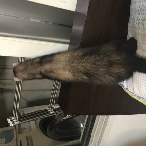 잃어버린 동물을 찾습니다 페럿 서울특별시 강북구