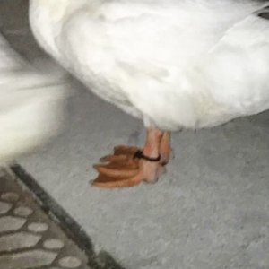 잃어버린 동물을 찾습니다 조류 경기도 고양시 덕양구