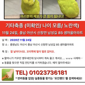 잃어버린 동물을 찾습니다 앵무새 충청남도 아산시