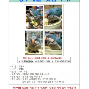 잃어버린 동물을 찾습니다 앵무새 경기도 남양주시