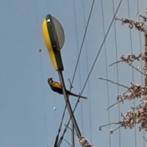 동물 주인을 찾습니다 앵무새 경기도 용인시 기흥구