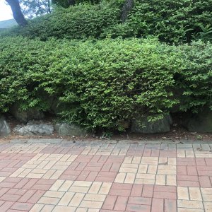 동물 주인을 찾습니다 기니피그 경기도 안산시 단원구
