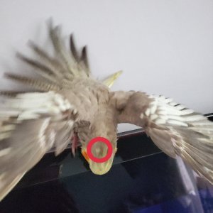 잃어버린 동물을 찾습니다 앵무새 울산광역시 동구