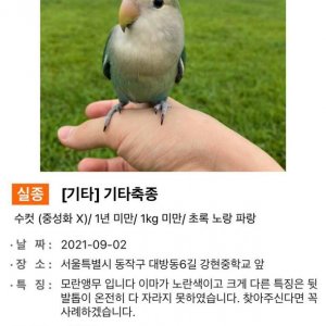 잃어버린 동물을 찾습니다 앵무새 서울특별시 동작구