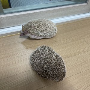 동물 주인을 찾습니다 고슴도치 경기도 안양시 동안구