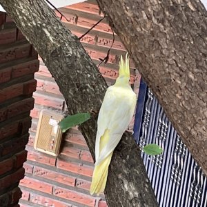 동물 주인을 찾습니다 앵무새 서울특별시 금천구