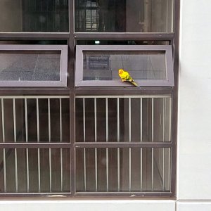 잃어버린 동물을 찾습니다 앵무새 경기도 화성시