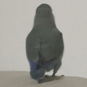 잃어버린 동물을 찾습니다 조류 인천광역시 서구