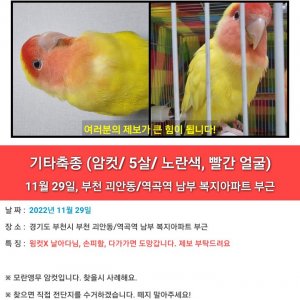 잃어버린 동물을 찾습니다 조류 경기도 부천시 소사구
