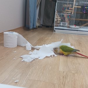 잃어버린 동물을 찾습니다 앵무새 제주특별자치도 제주시