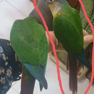 잃어버린 동물을 찾습니다 앵무새 대구광역시 서구