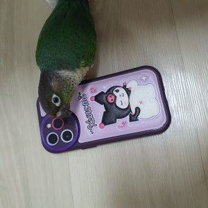 잃어버린 동물을 찾습니다 조류 강원도 고성군