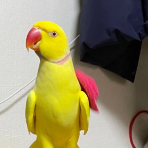 잃어버린 동물을 찾습니다 앵무새 서울특별시 은평구