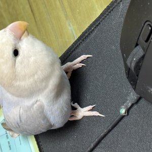 잃어버린 동물을 찾습니다 조류 서울특별시 은평구
