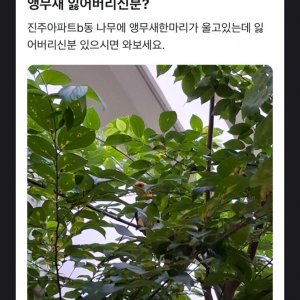 잃어버린 동물을 찾습니다 분실동물 전단지